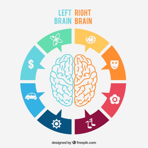 626x626 Brain Vector Free Downloads