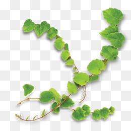 260x260 Creeper Vector Png Images Vectors And Psd Files Free Download