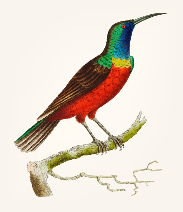 626x725 Creeper Vectors, Photos And Psd Files Free Download