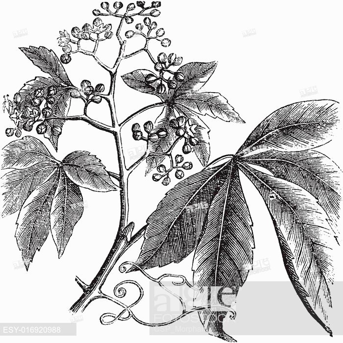 700x700 Virginia Creeper, Ampelopsis Or Parthenocissus Quinquefolia