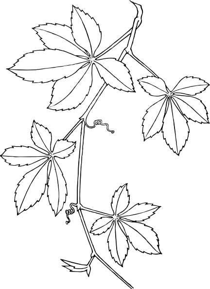 432x595 Virginia Creeper Clip Art Free Vector 4vector