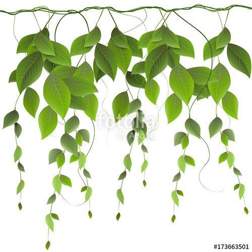 500x500 Foliage On A White Background, Climbing Plants, Creepers, Vector