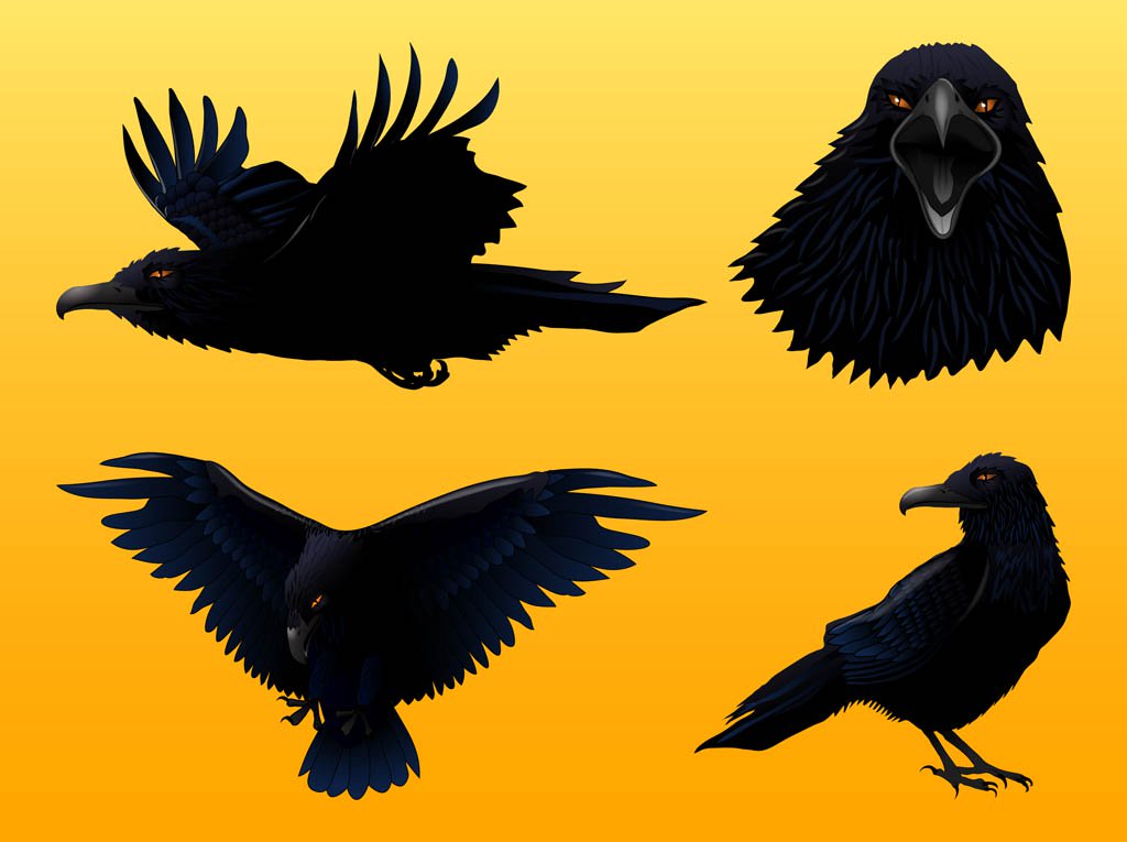 1024x765 Crow Graphics Set Vector Art Amp Graphics