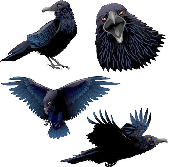 600x548 Crow Vector Free Download Ai Files