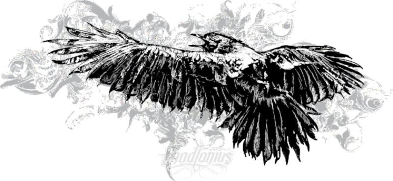 800x369 Crow Vector Design
