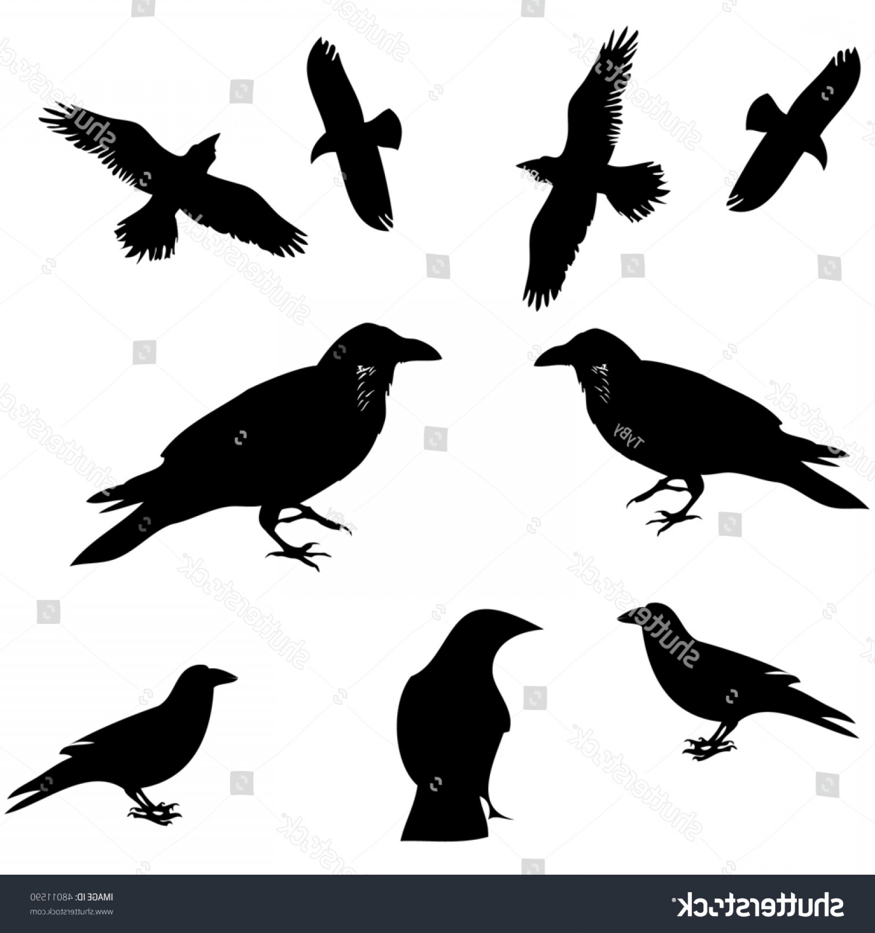 1800x1920 Crow Vector Silhouette Birds Sohadacouri