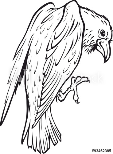368x500 Sketch Of A Raven. Crow. Vector Illustration. Tattoo Style.