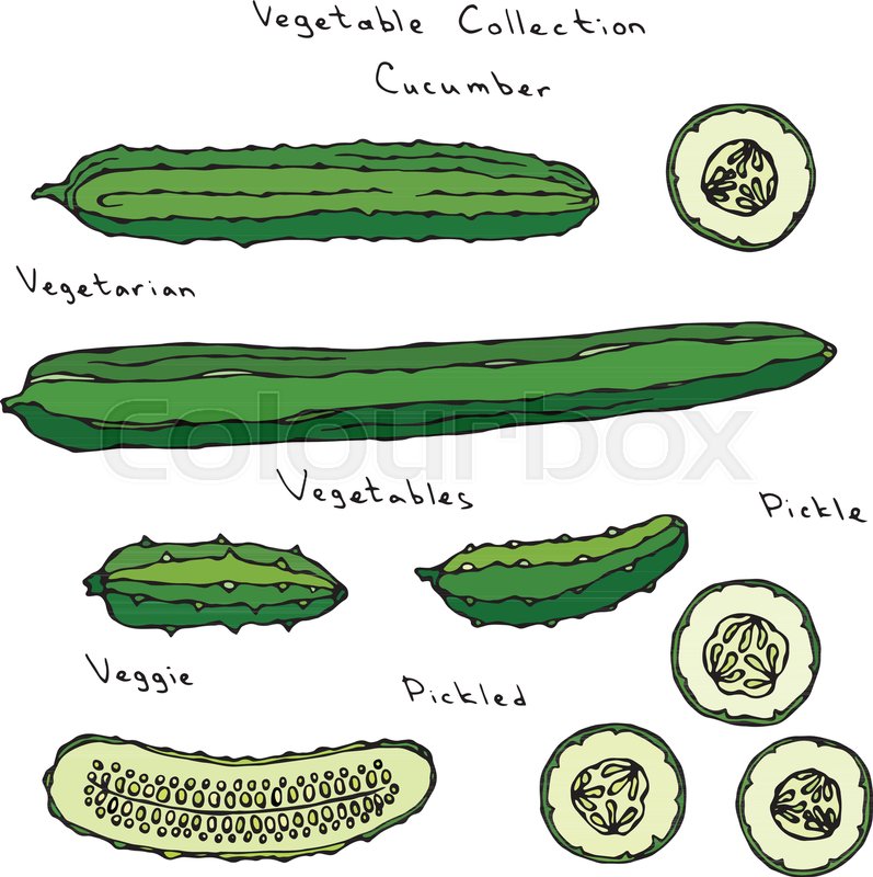 797x800 Cucumber Vector Illustration Set Long English Slicing, Pickling