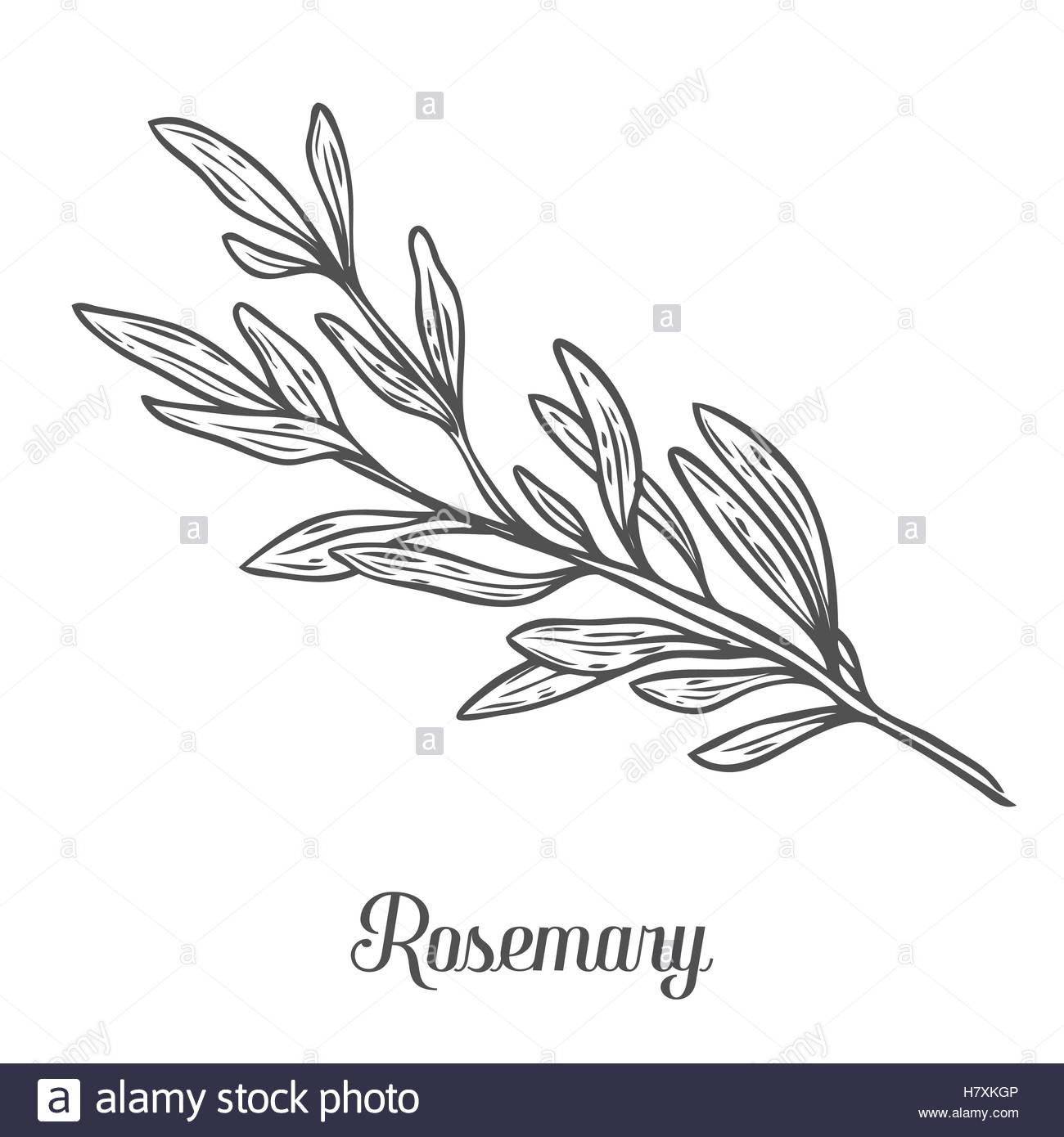 1300x1390 Drawn Herbs Culinary