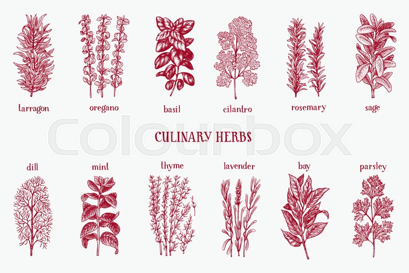 800x534 Hand Drawn Set Of Culinary Herbs And Spices. Vector Background For