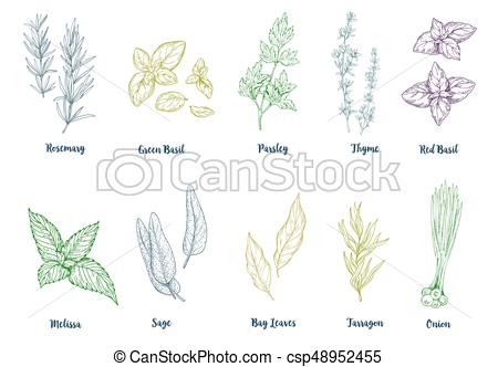 450x332 Set Of Colored Hand Drawn Culinary Herbs And Spices, Vector