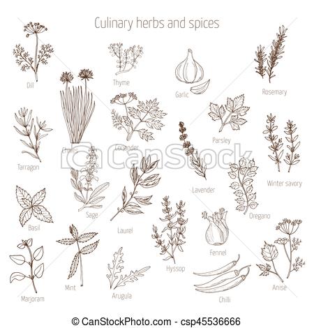 450x470 Set Of Culinary Herbs And Spices. Hand Drawn Set Of Culinary Herbs