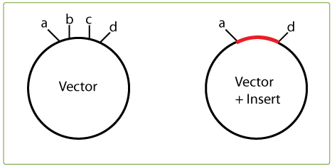 467x234 Use Less Vector, Killer Cut For Success In Plasmid Cloning