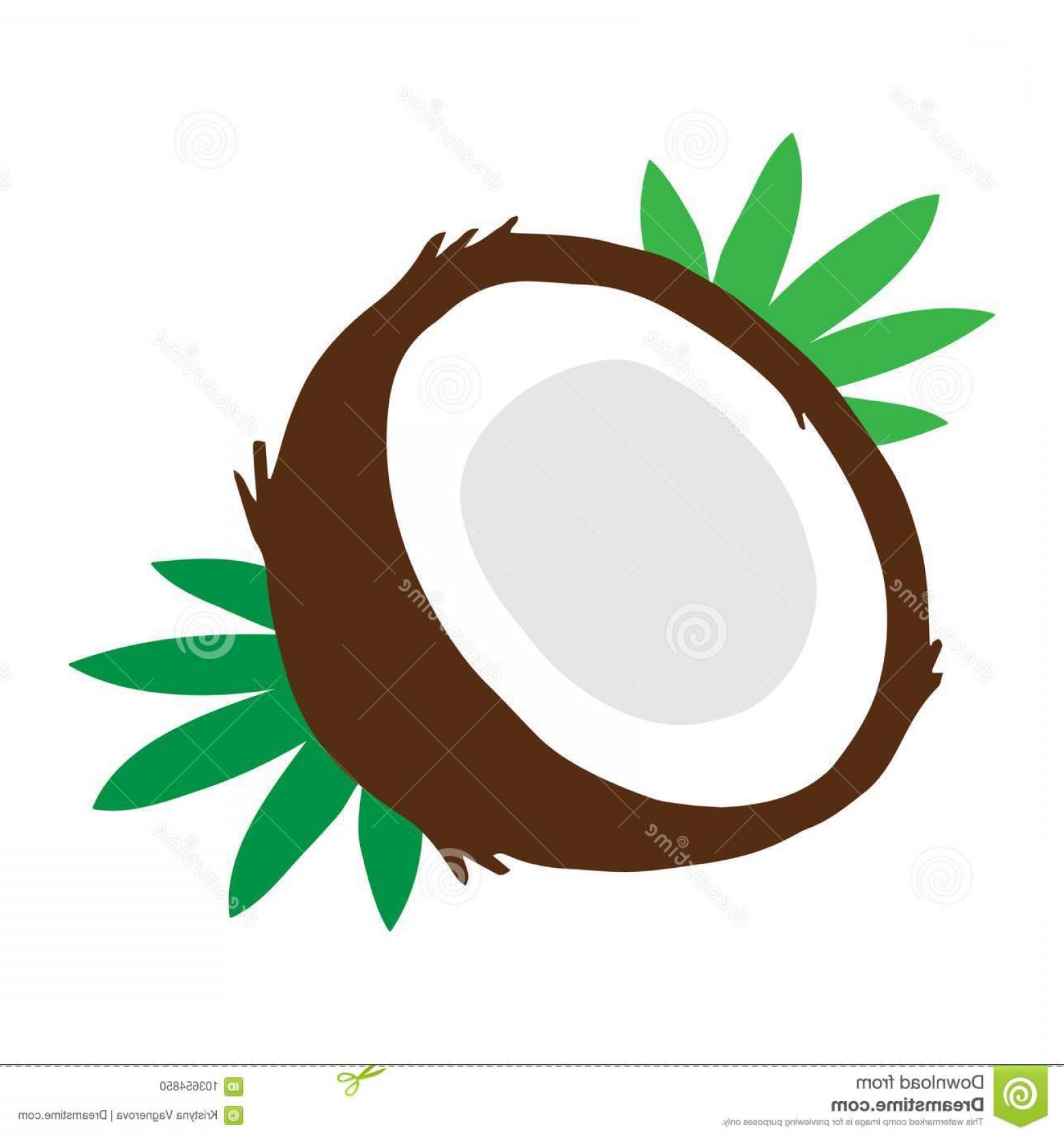 1560x1668 Coconut Fruit Leaves Vector Coconut Vector Illustration Drawing