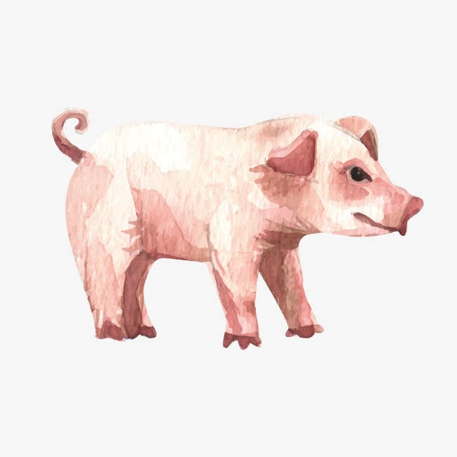 650x651 Watercolor Effect Cute Pig, Watercolor Vector, Pig Vector, Vector