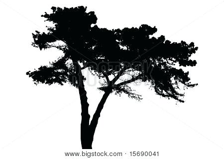 450x320 Cypress Tree Silhouette Forest Trees Collection Silhouette Vector
