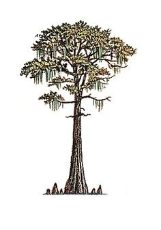 236x337 15 Louisiana Clipart Cypress Tree For Free Download On Mbtskoudsalg