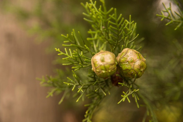 624x417 Cypress Tree Vectors, Photos And Psd Files Free Download