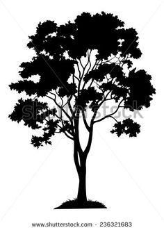 Cypress Tree Vector at GetDrawings | Free download