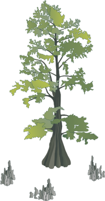 210x400 Taxodium Distichum (Bald Cypress) With Knees Illustration Of