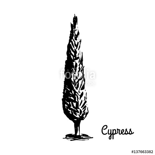 500x500 Vector Sketch Illustration. Black Silhouette Of Cypress Isolated