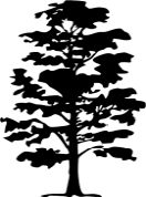132x178 Collection Of Free Vector Tree Cypress. Download On Ubisafe