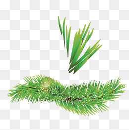 260x261 Cypress Vector Png Images Vectors And Psd Files Free Download