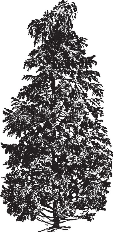 392x800 A Pyramidal Shaped Thick Cypress Tree, Vintage Line Drawing Or