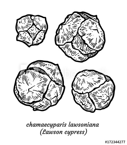 438x500 Lawson Cypress Illustration, Drawing, Engraving, Ink, Line Art