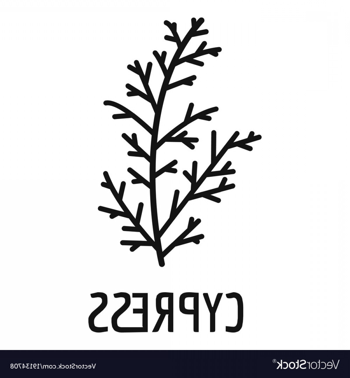 1200x1296 Louisiana Cypress Tree Vector Lazttweet