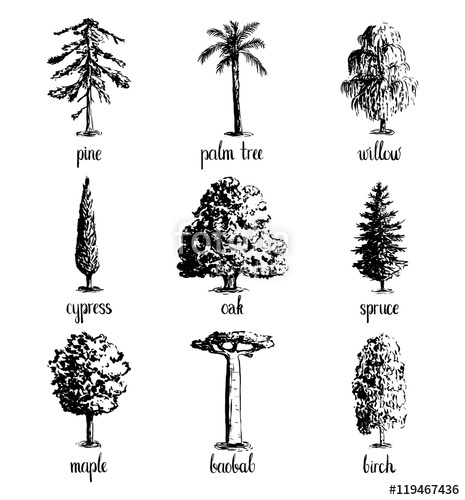465x500 Set Of Hand Drawn Tree Sketches