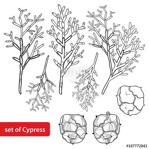 500x500 Vector Set With Outline Cypress Or Cupressus Sempervirens. Branch