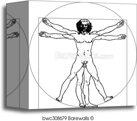 443x390 Canvas Print Of Da Vinci Man (Vector Illustration) Barewalls