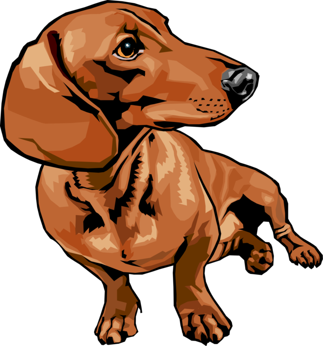 652x700 Dachshund Dog Turns Its Head