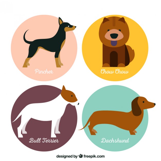 626x626 Dachshund Vectors, Photos And Psd Files Free Download
