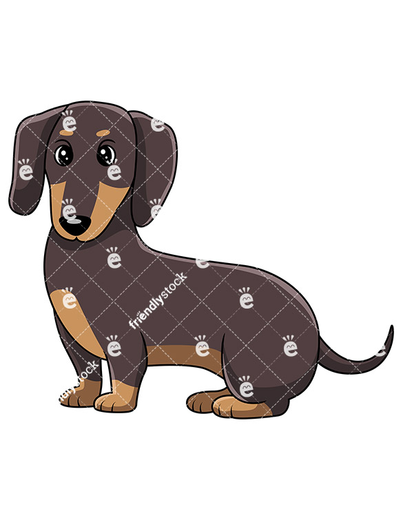 585x755 Long Dachshund Vector Illustration