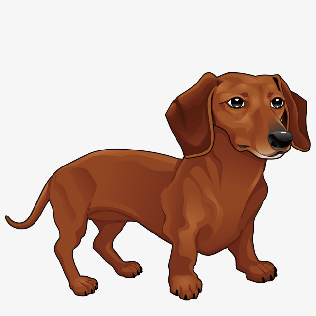 650x651 Vector Dachshund, Yellow, Small, Animal Png And Vector For Free