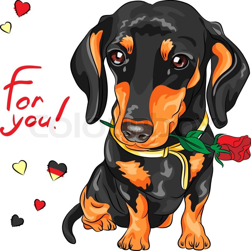 800x800 Cute Dog Breed Dachshund With Red Flower Stock Vector Colourbox
