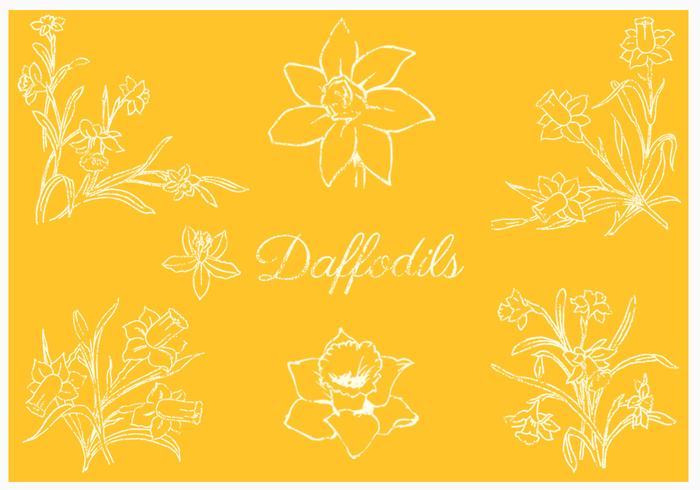 700x490 Daffodil Vector Pack