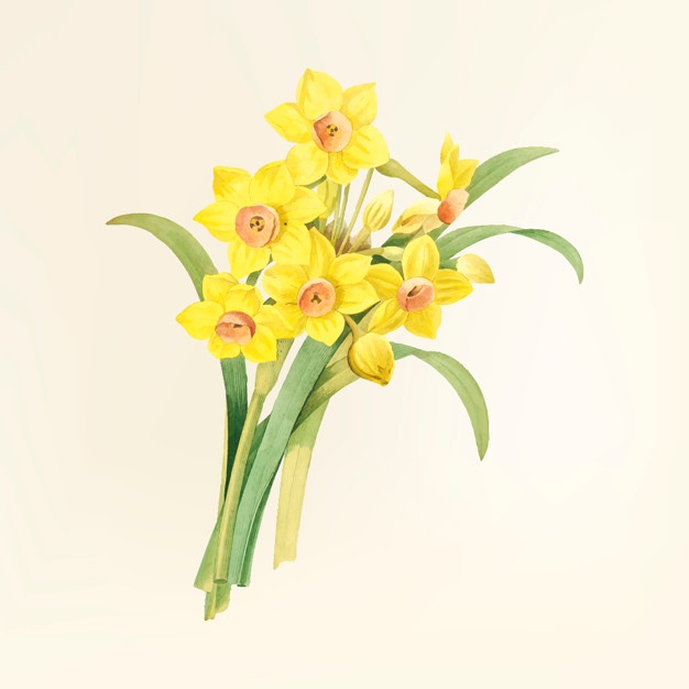 626x626 Daffodil Vectors, Photos And Psd Files Free Download