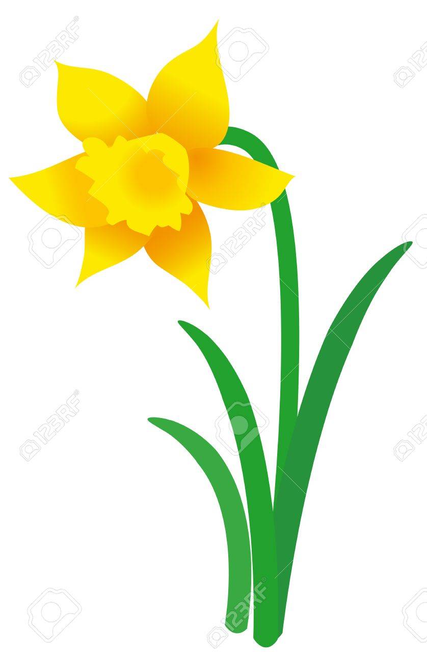 838x1300 Daffodil Clipart Vector