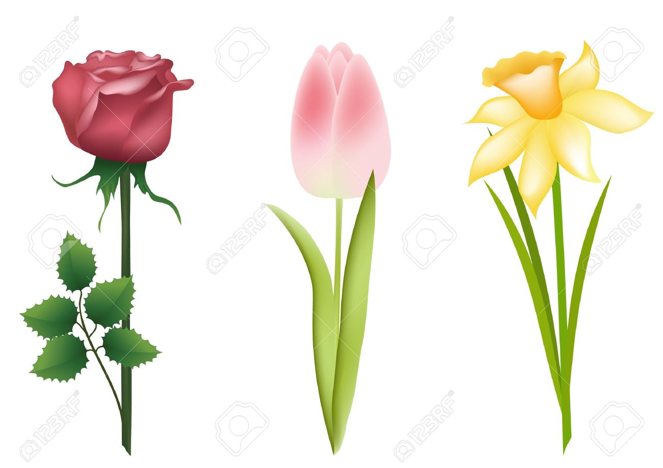 1300x918 Drawn Daffodil Vector 9