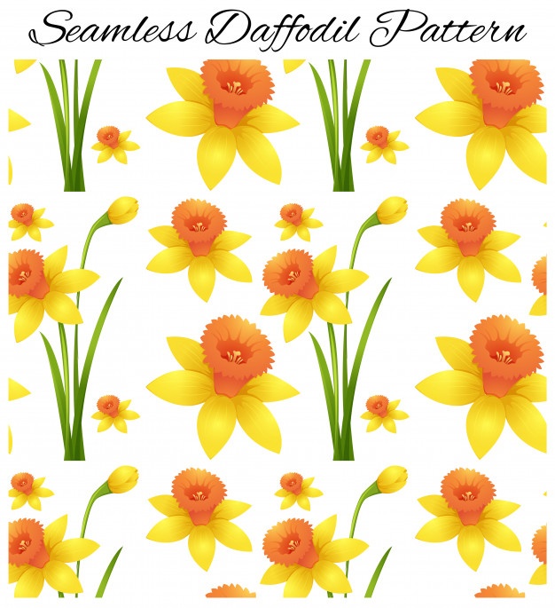 626x685 Daffodil Botanic Vectors, Photos And Psd Files Free Download