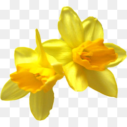 260x260 Daffodil Flower Png Images Vectors And Psd Files Free Download