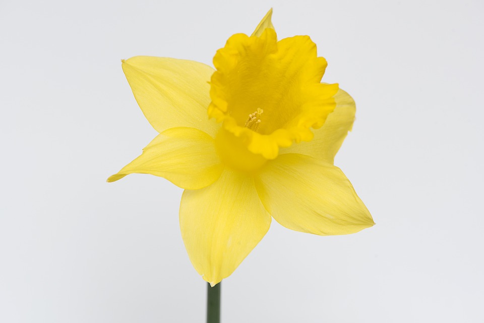 960x640 Daffodil Vector 4621426