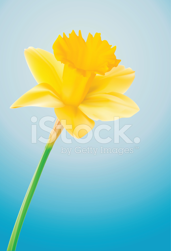 700x1024 Daffodil Vector Illustration Stock Vector