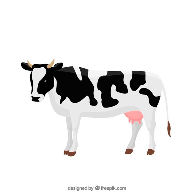 626x626 Milk Cow Vectors, Photos And Psd Files Free Download