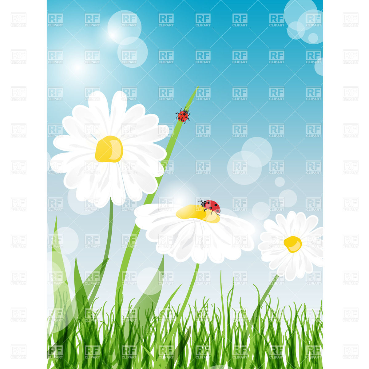 Daisy Flower Vector