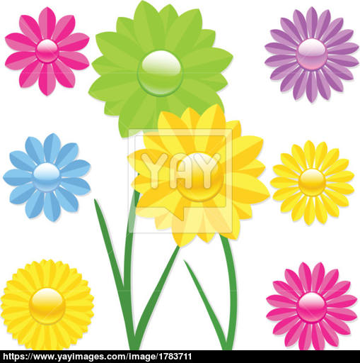 509x512 Daisy Flower Vector Illustration Vector