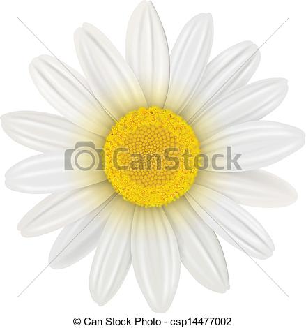 439x470 Daisy Flower. Daisy, Flower Isolated, Vector Illustration.